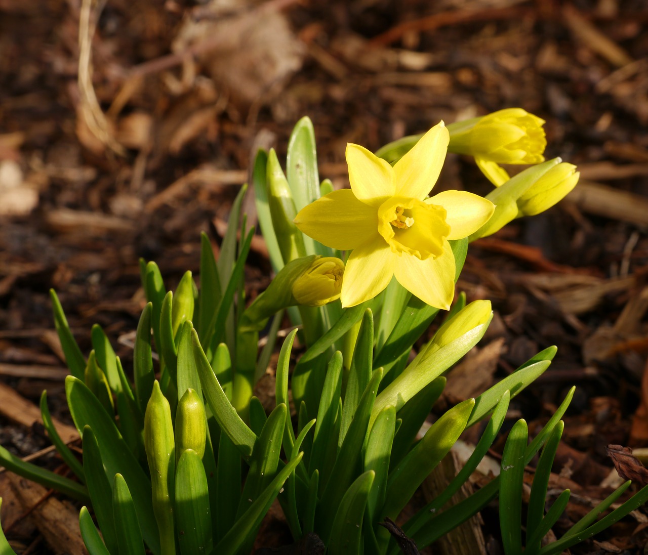 tete a tete narcissus easter free photo