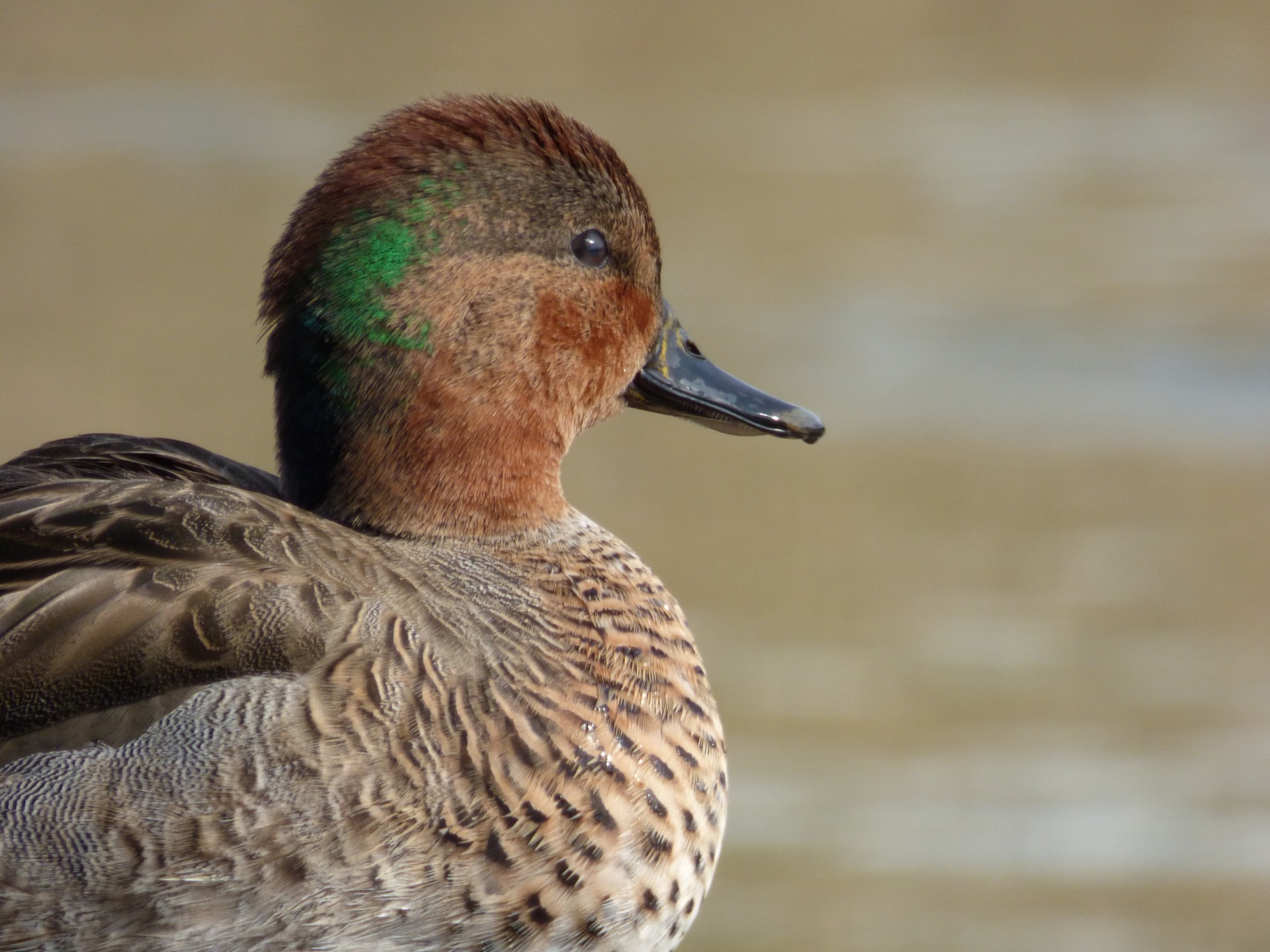 duck neck green free photo