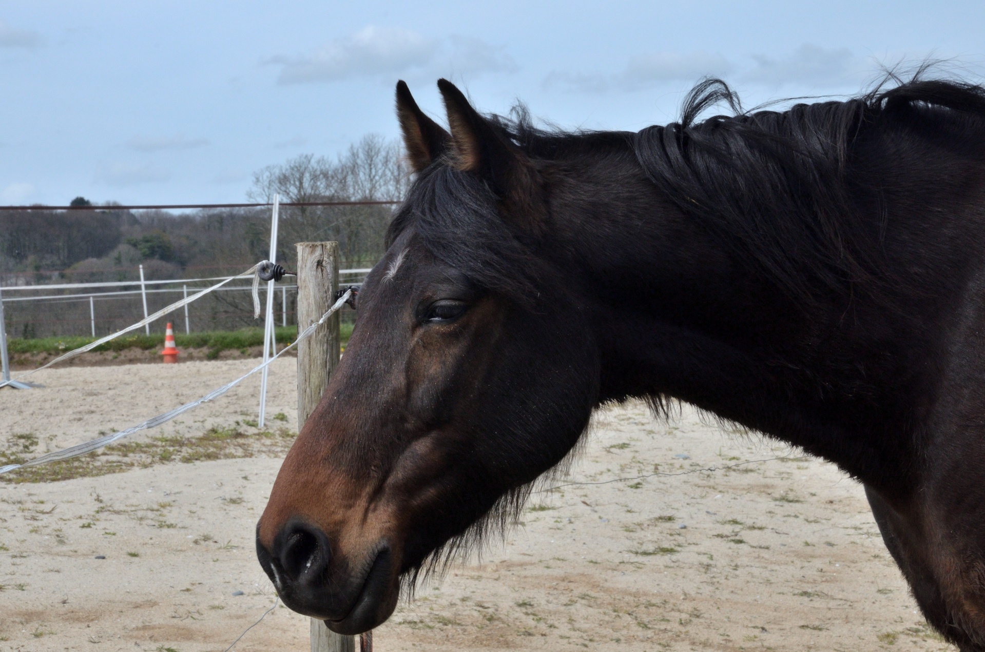 horse equine equestrian free photo