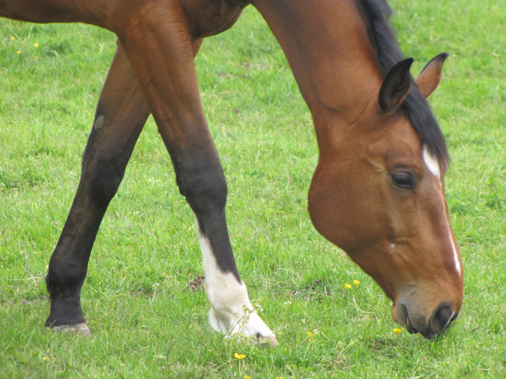 animal horse meadow free photo