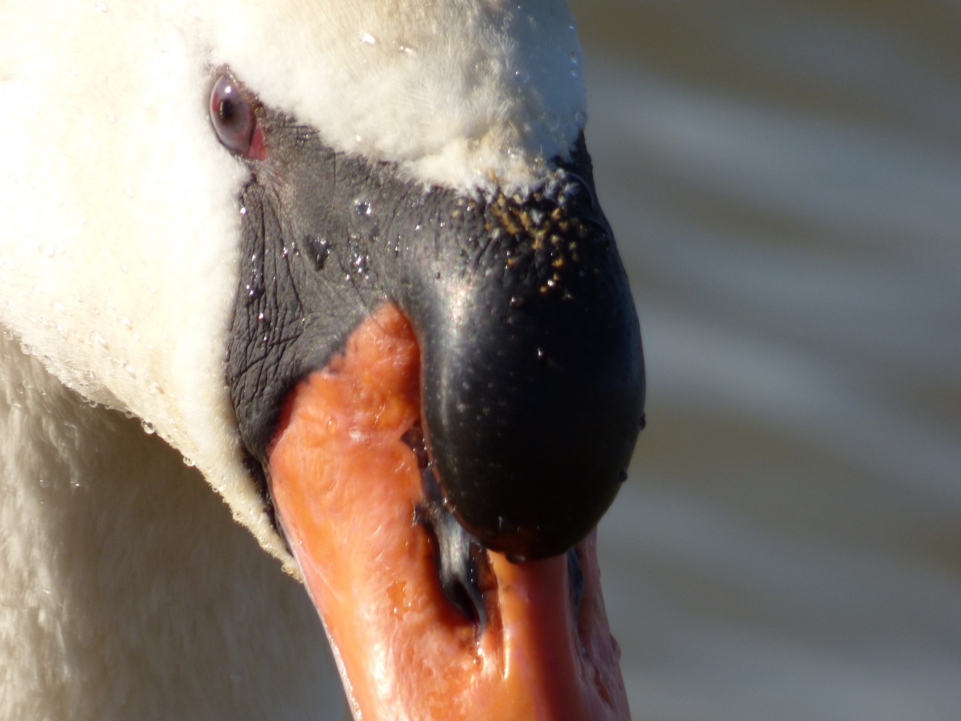 head swan bird free photo