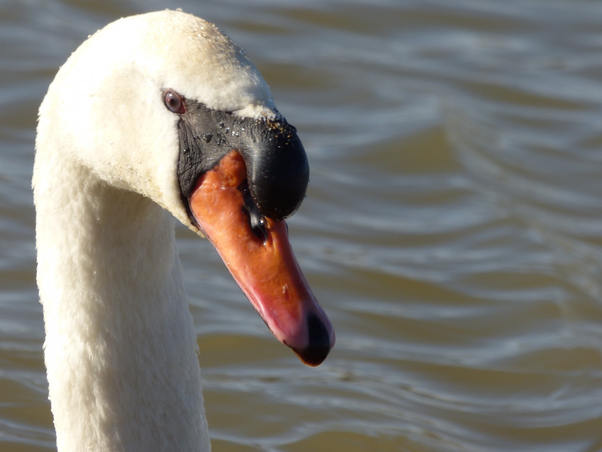 head swan bird free photo