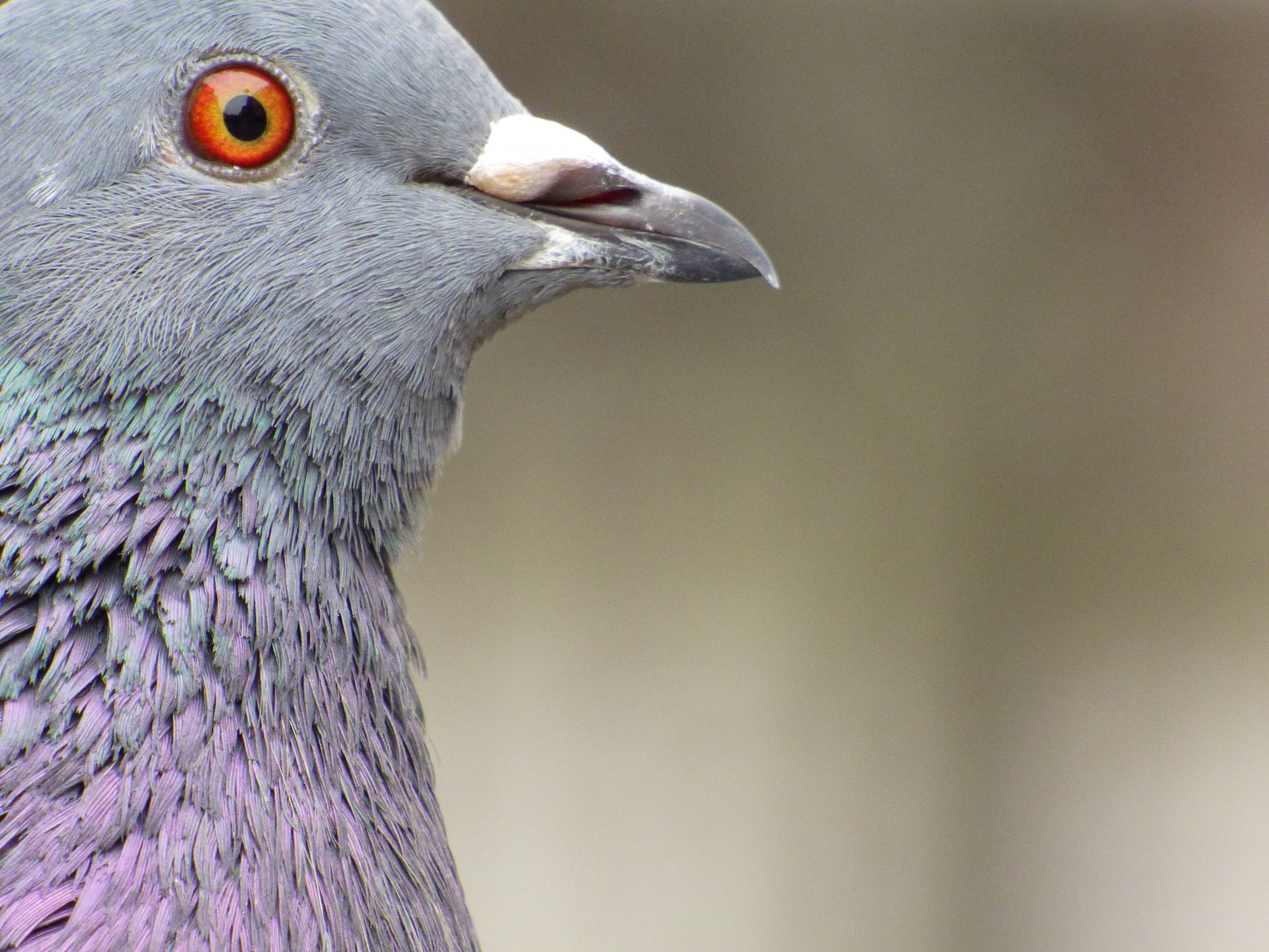 pigeon bird head free photo