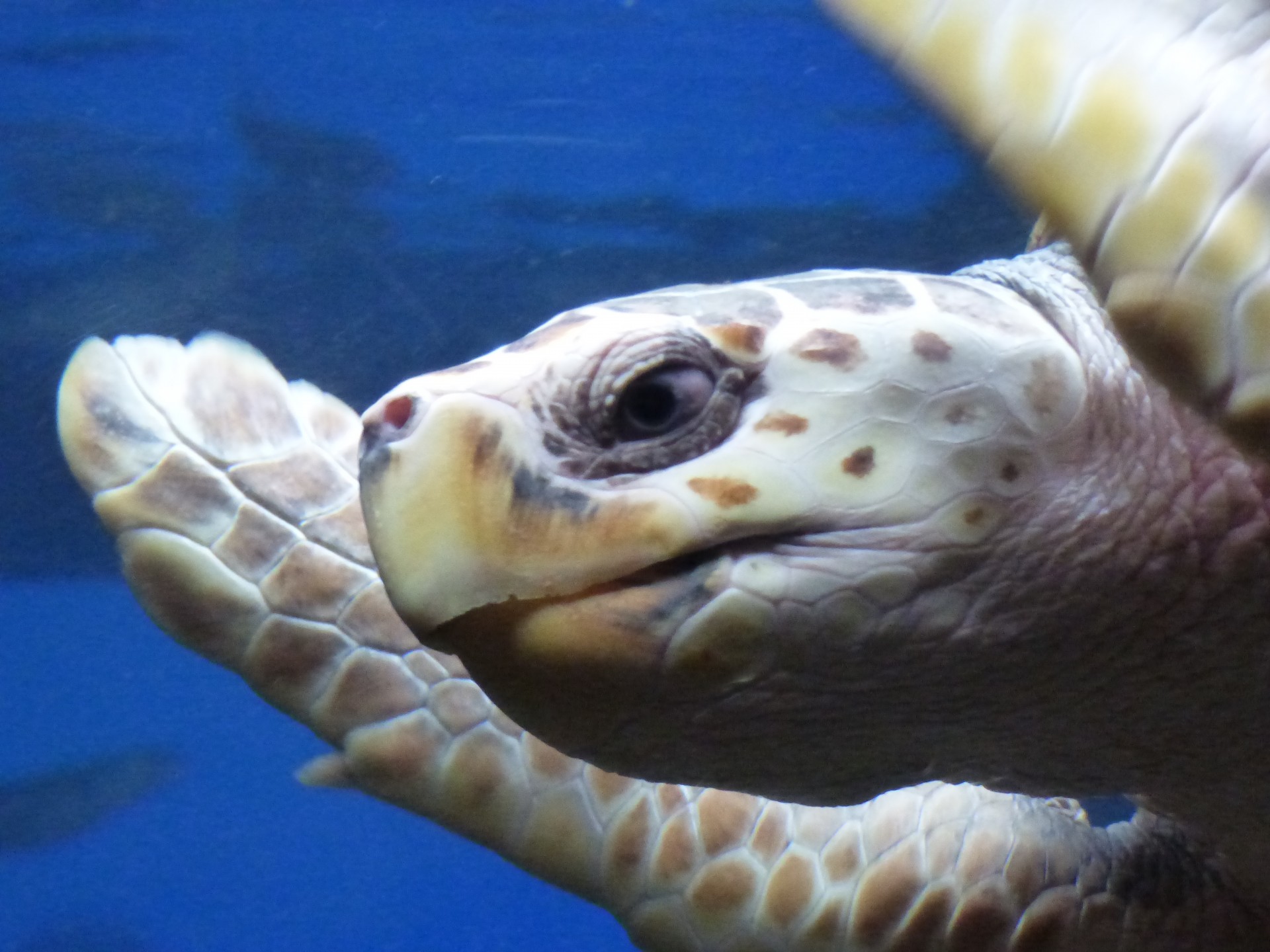 turtle sea swimming free photo