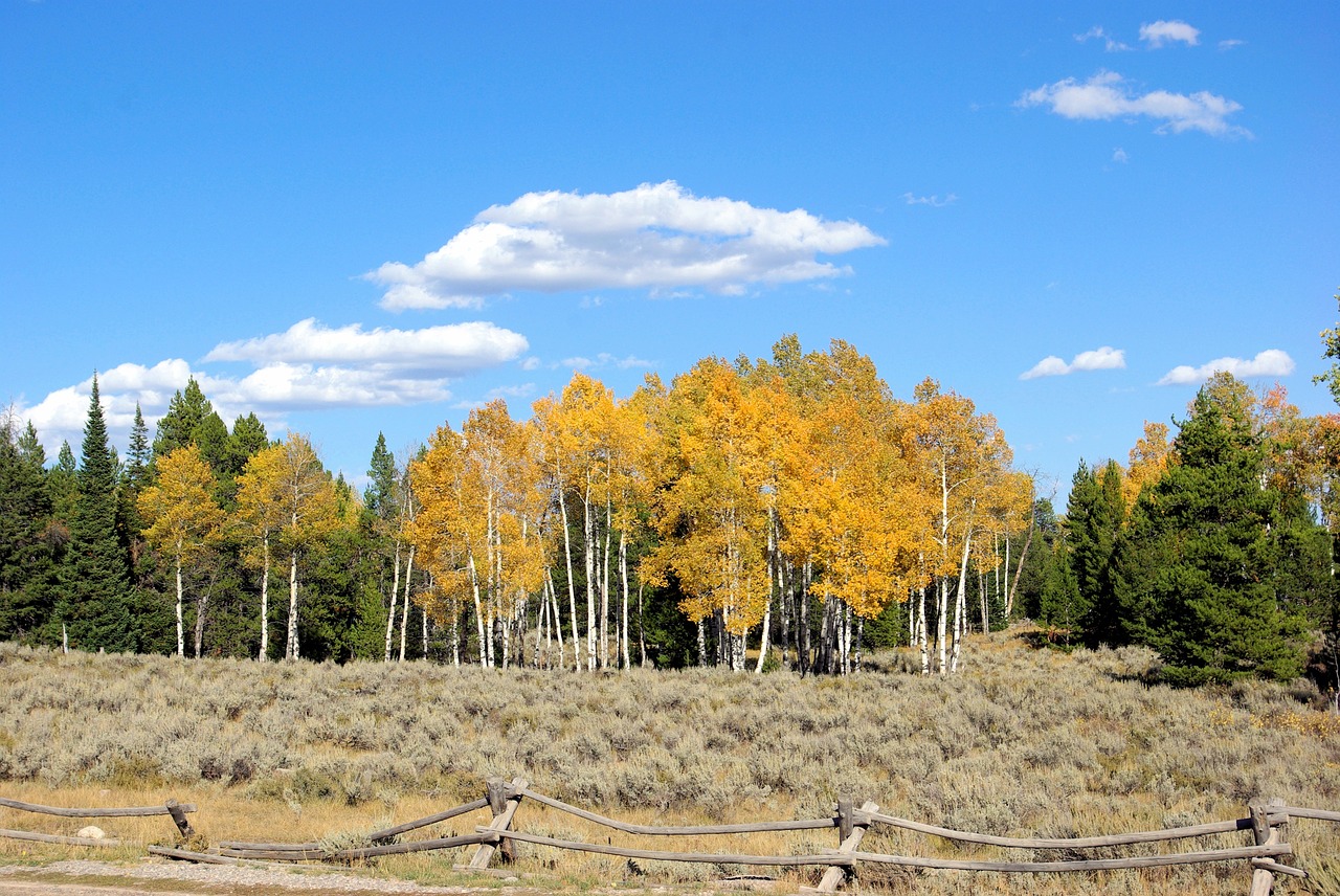 teton aspens  aspen  yellow free photo