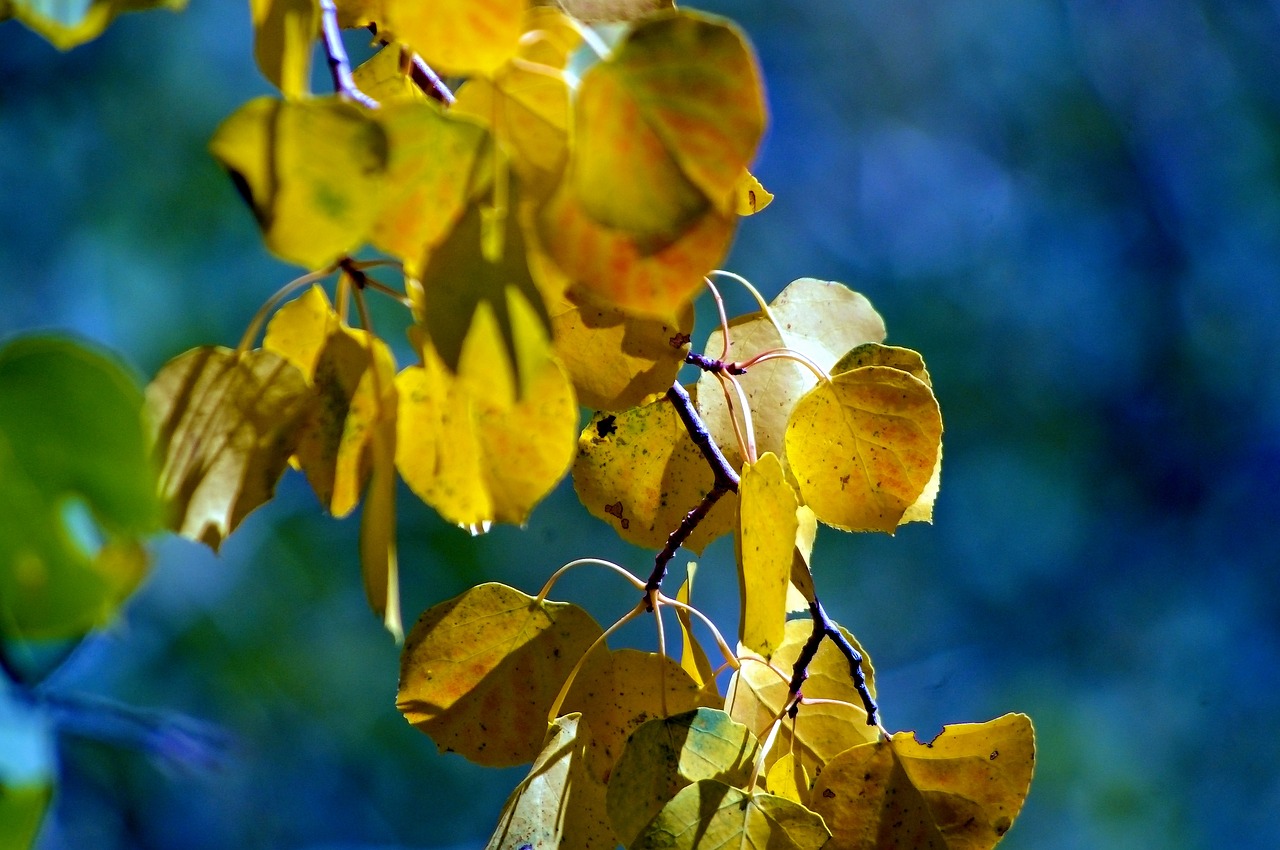 teton autumn leaves  leaves  forest free photo