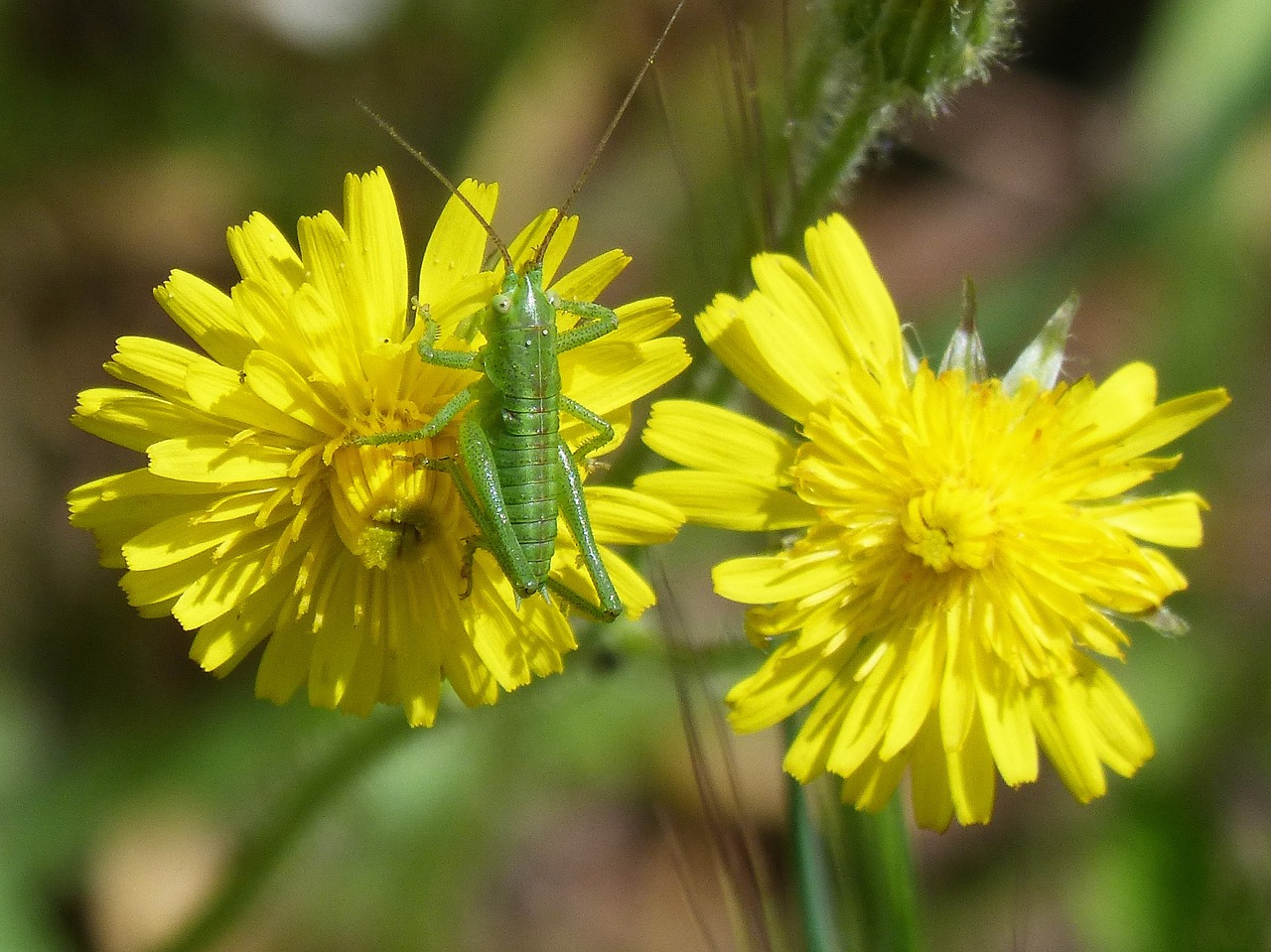 tettigonia viridissima green lobster green grasshopper free photo