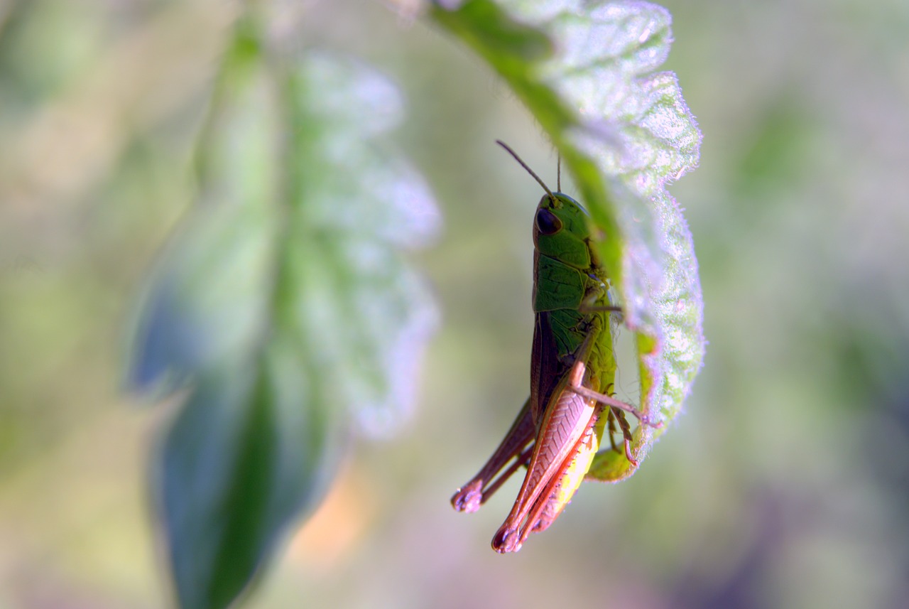 tettigonia viridissima grasshopper green free photo