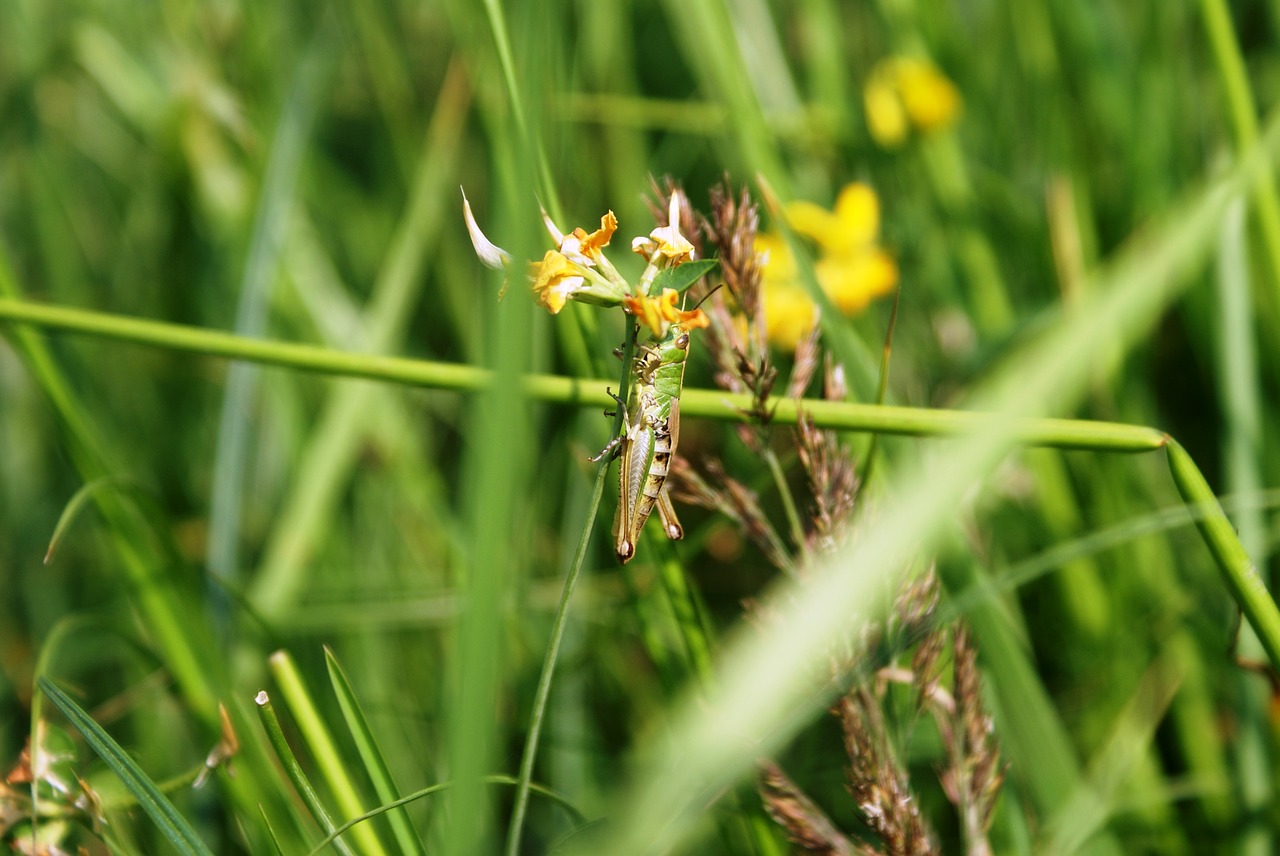tettigonia viridissima grasshopper insect free photo