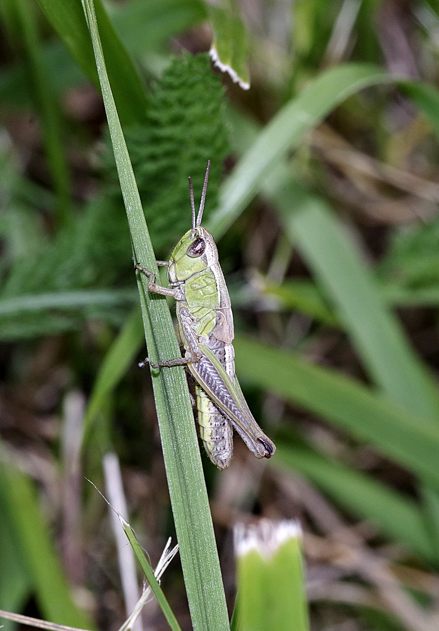 tettigonia viridissima green insect free photo