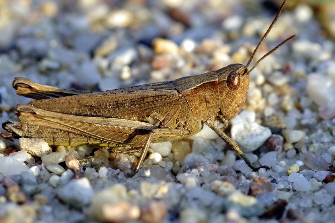 tettigonia viridissima grasshopper insect free photo