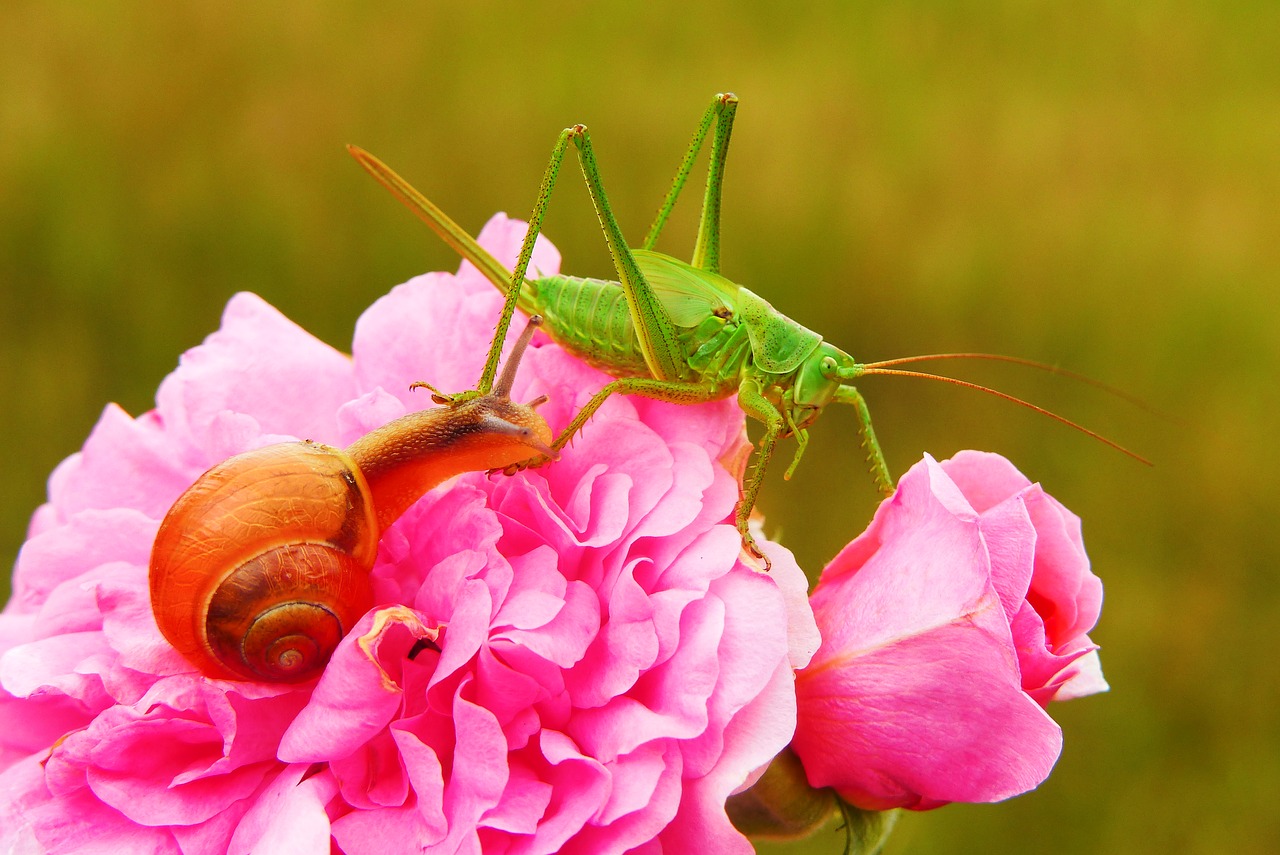 tettigonia viridissima  insect  molluscs free photo