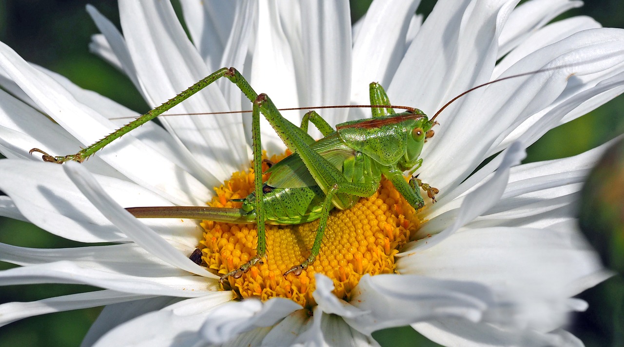 insect nature live free photo