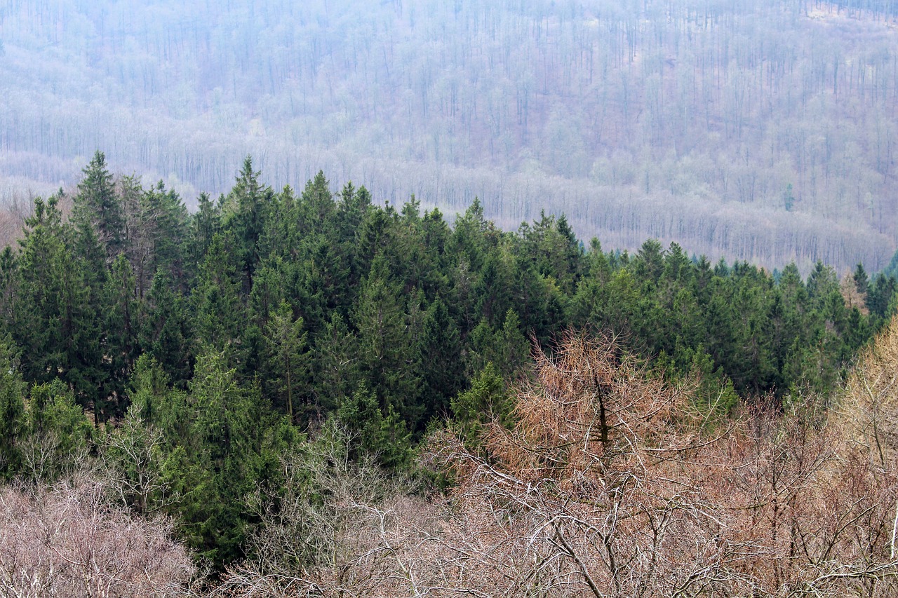 teutoburg forest forest landscape free photo