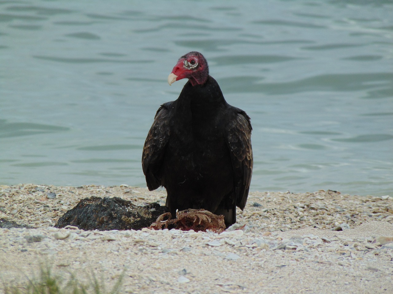 texas turkey vulture free photo