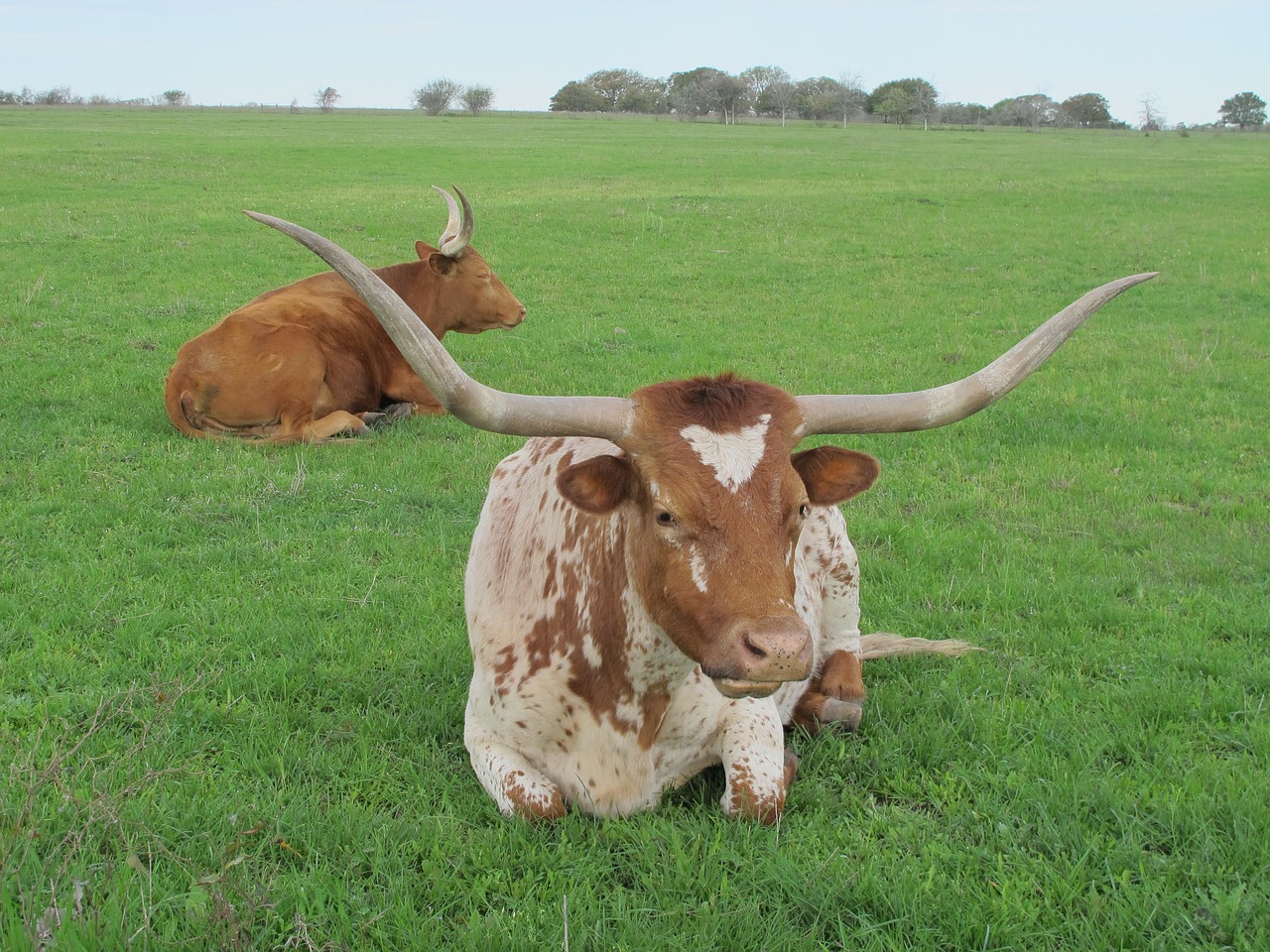 texas longhorn cattle free photo
