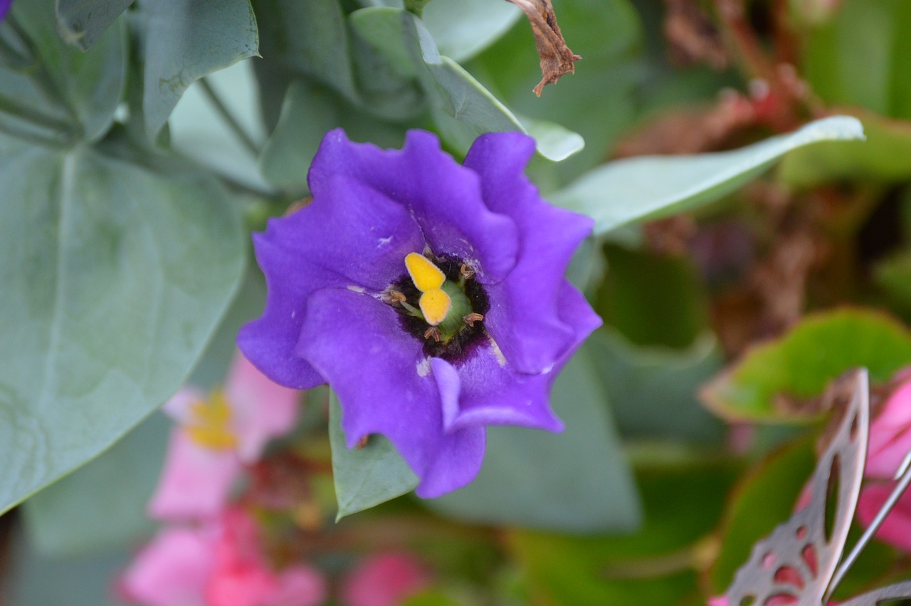 texas bluebell lisianthus free photo