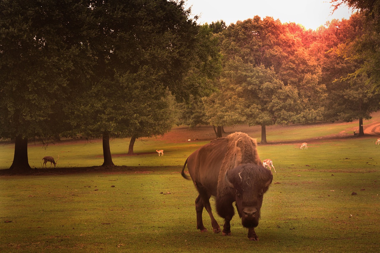 texas  meadows  buffalo free photo