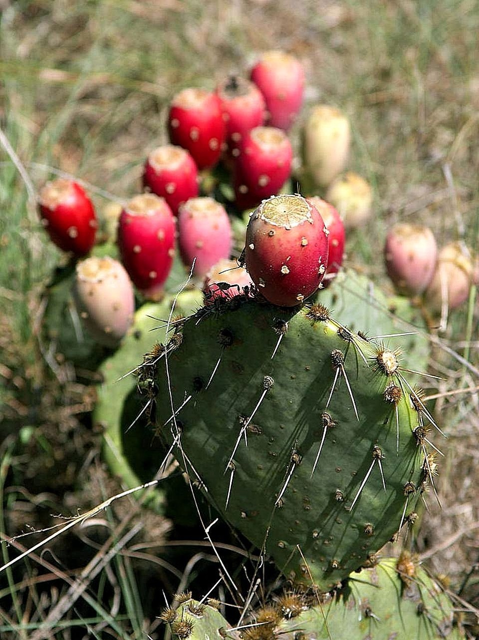 texas pear prickly free photo