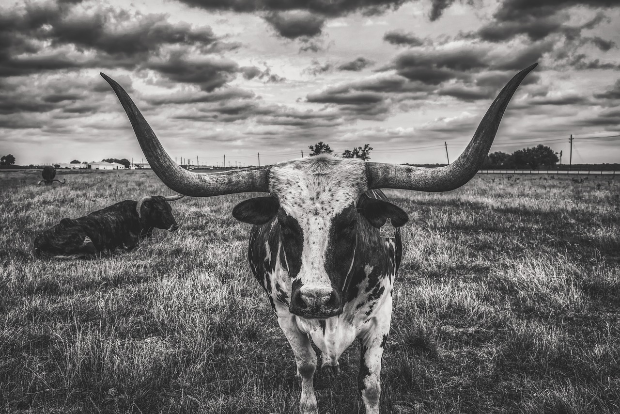 texas  longhorn  steer free photo