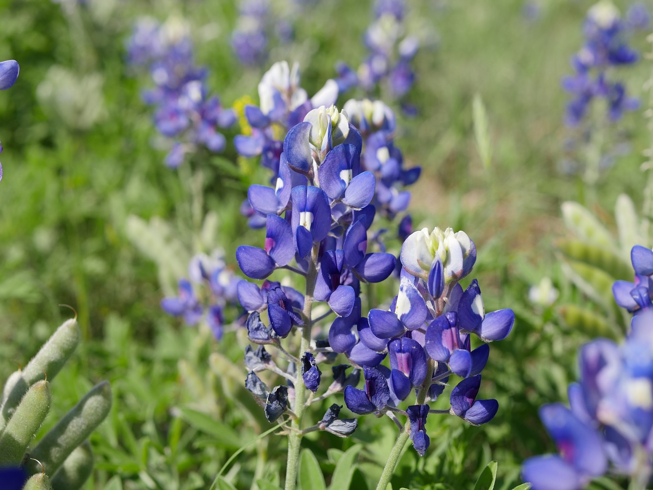 texas blue bonnet  flower  bloom free photo
