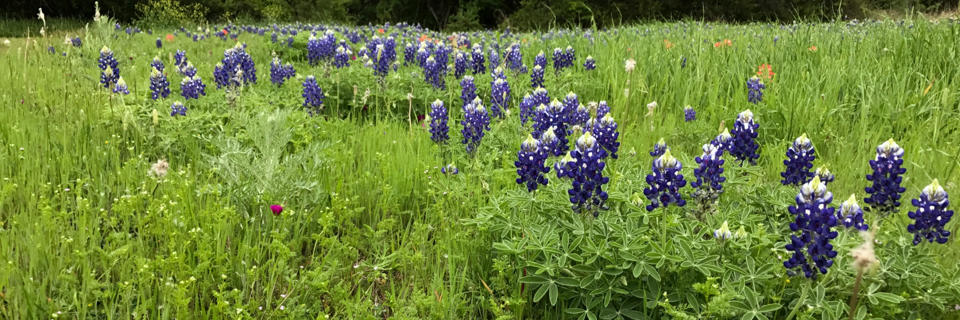 bluebonnets texas flowers free photo