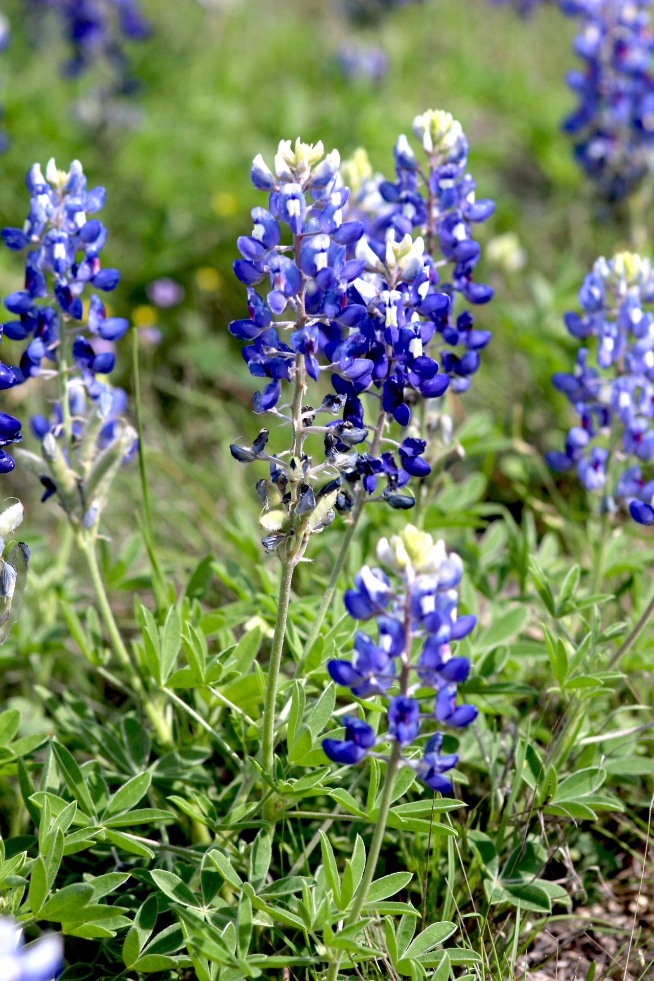 bluebonnet flowers texas free photo