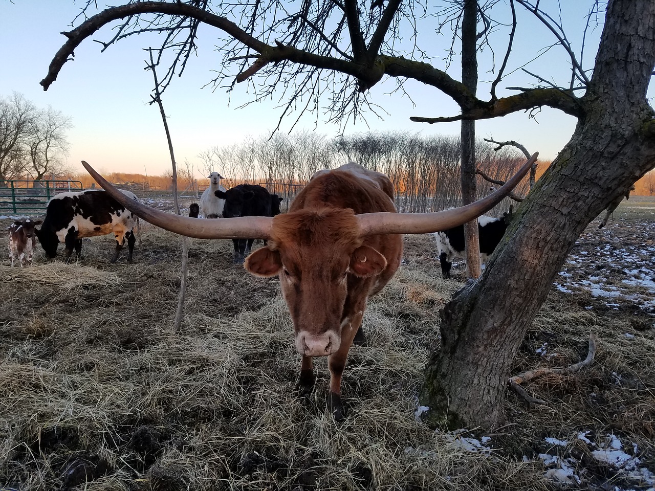 texas longhorn cattle cow free photo
