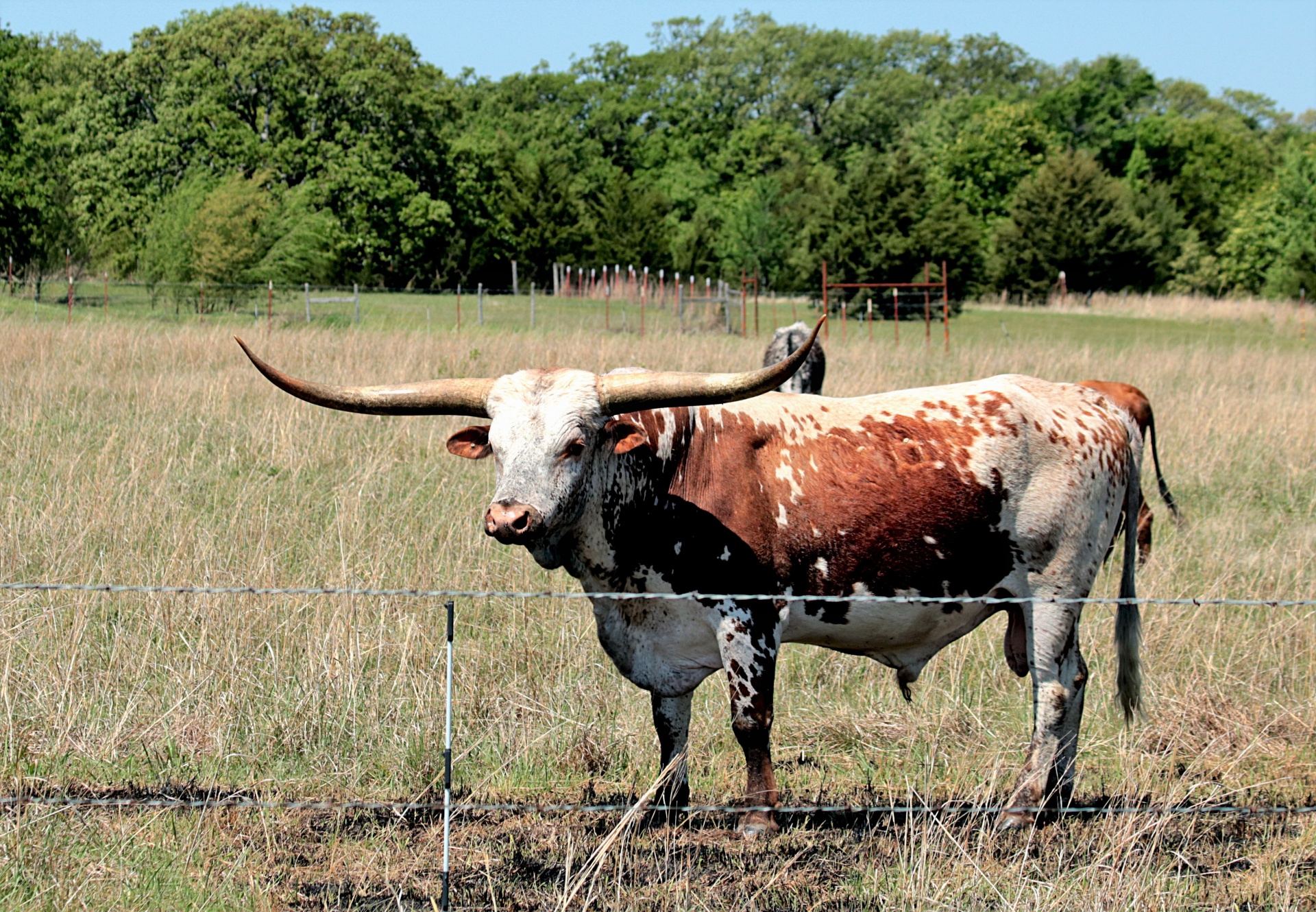nature animals cattle free photo