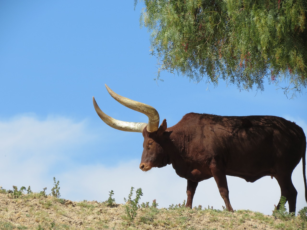 texas longhorn cattle san diego zoo safari park free photo