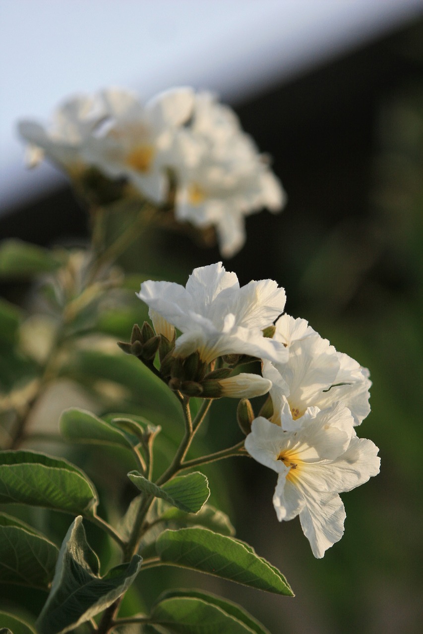 texas olive tree  white flower  tree free photo