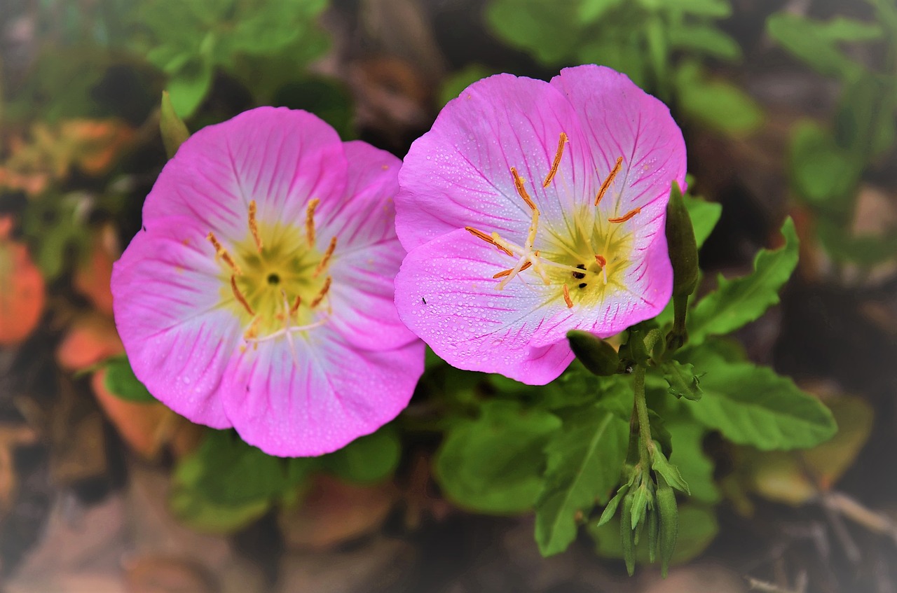 texas primrose evening bug free photo