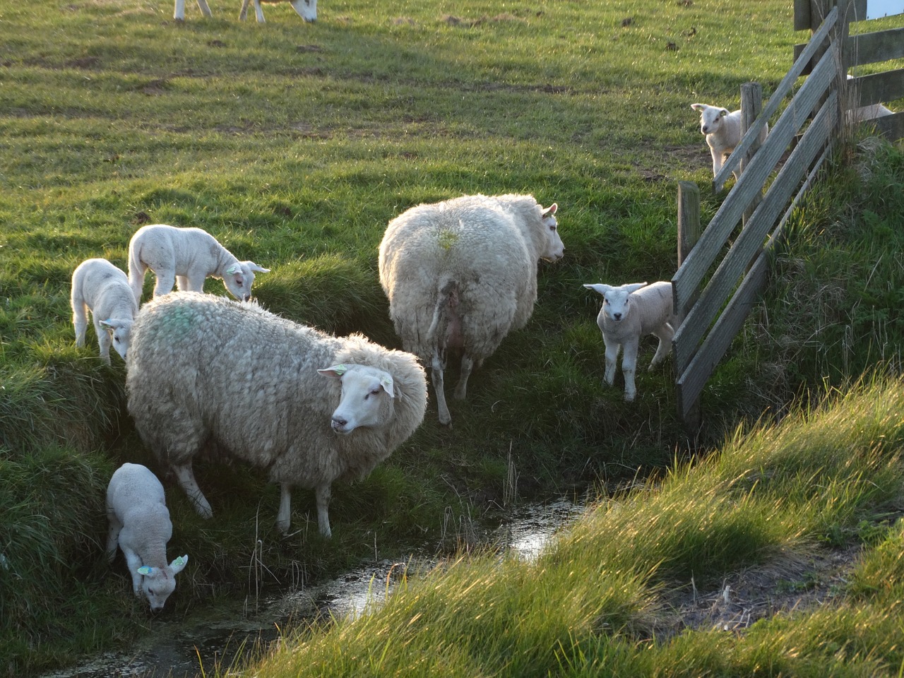 texel sheep lambs free photo