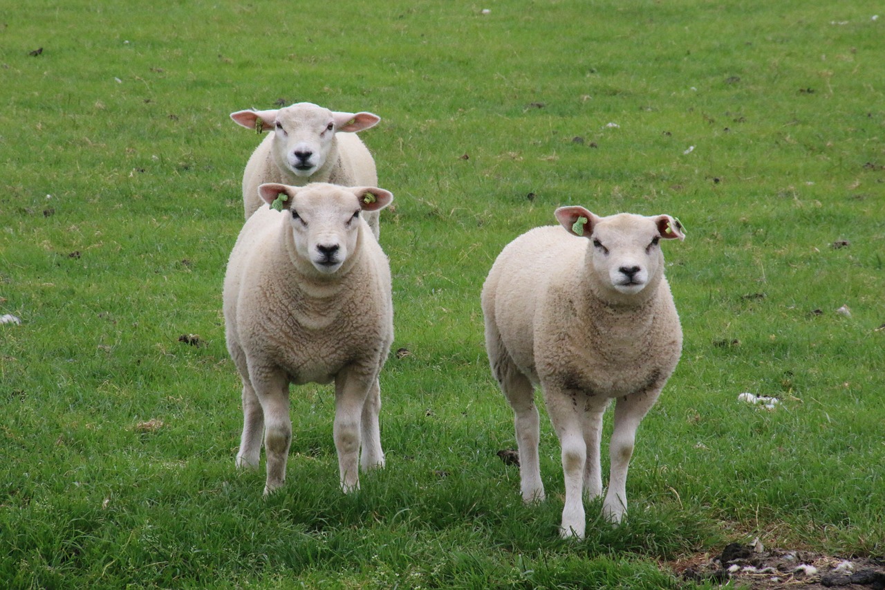 texel sheep lamb free photo