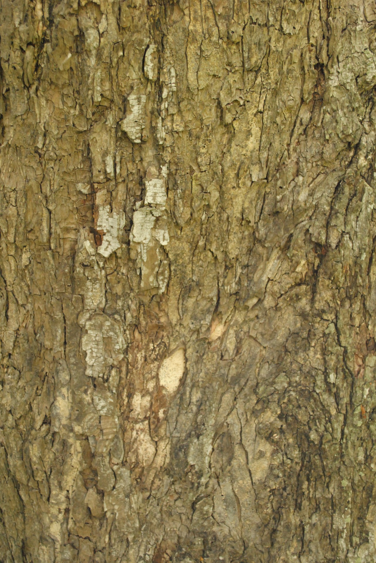 tree bark texture nature free photo