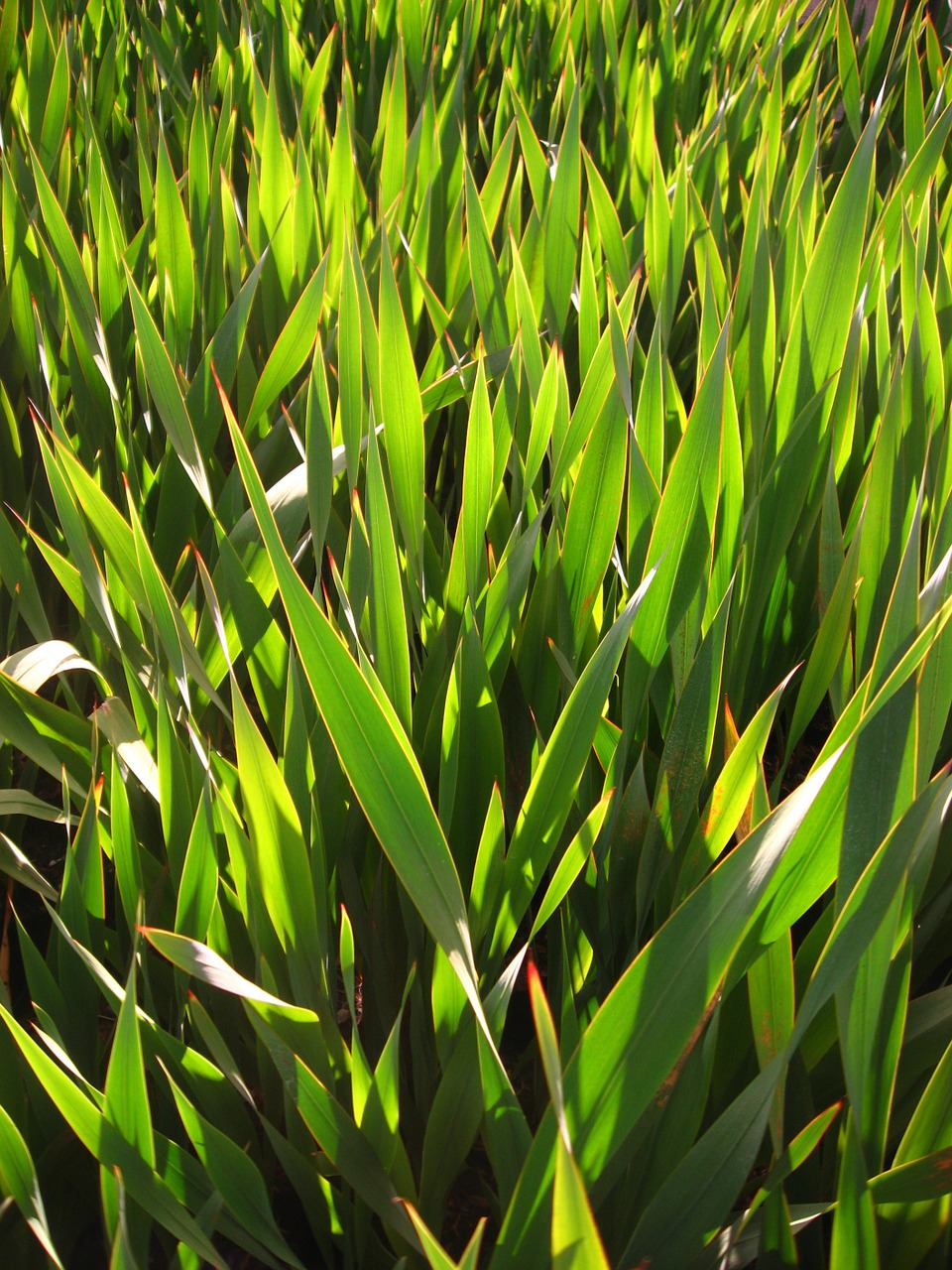 grass lawn green free photo