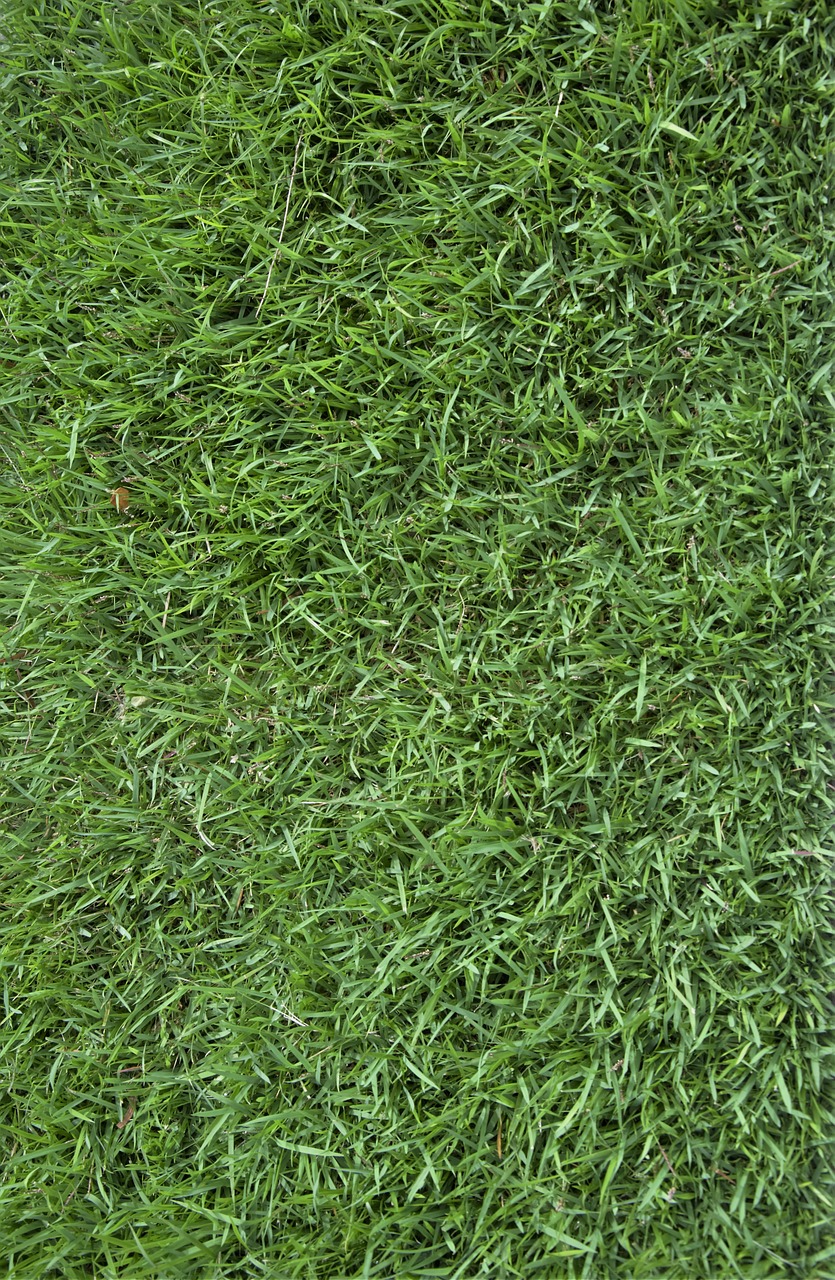 grass texture background free photo