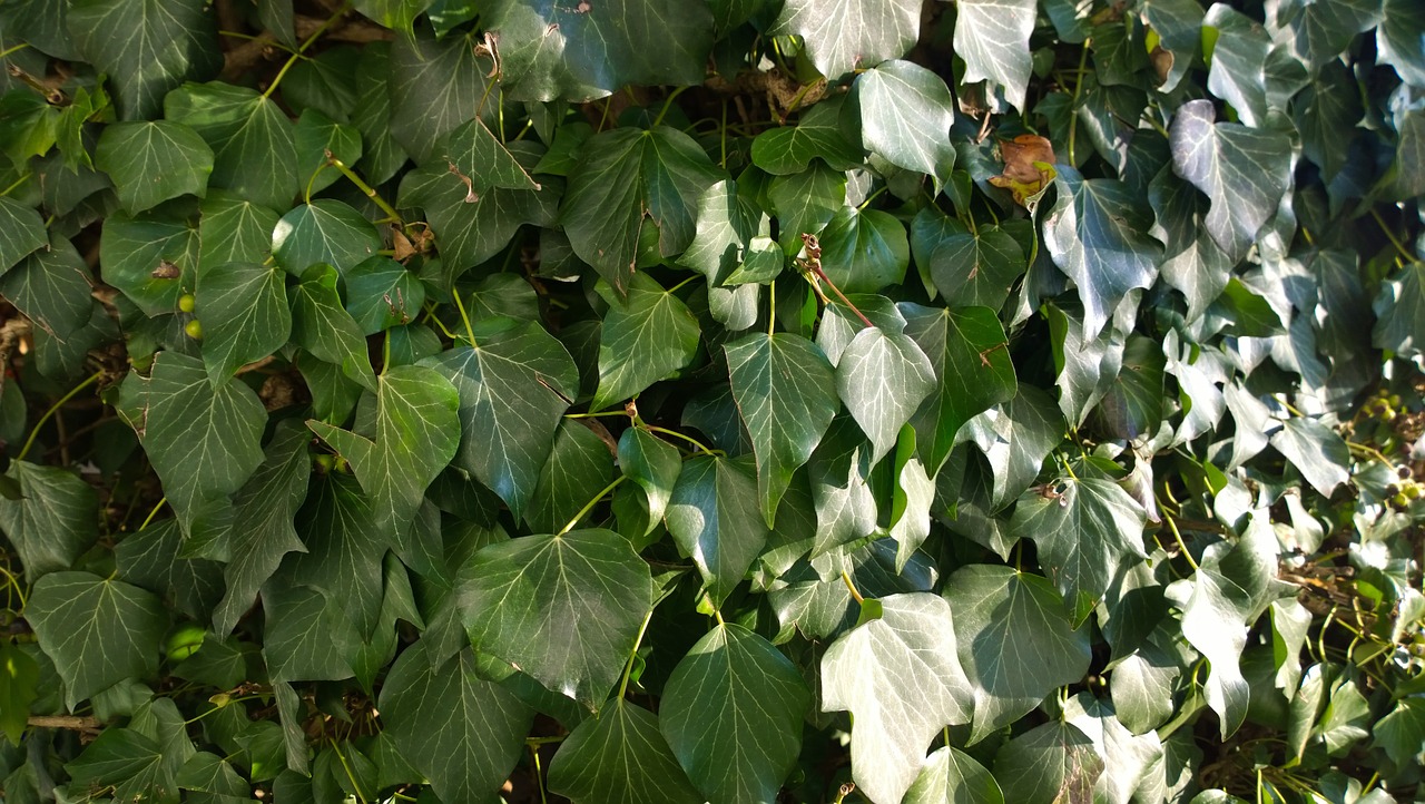 texture ivy plant free photo