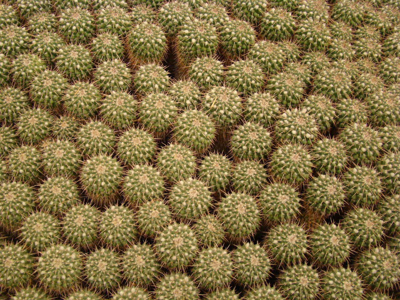 texture cactus botanical free photo