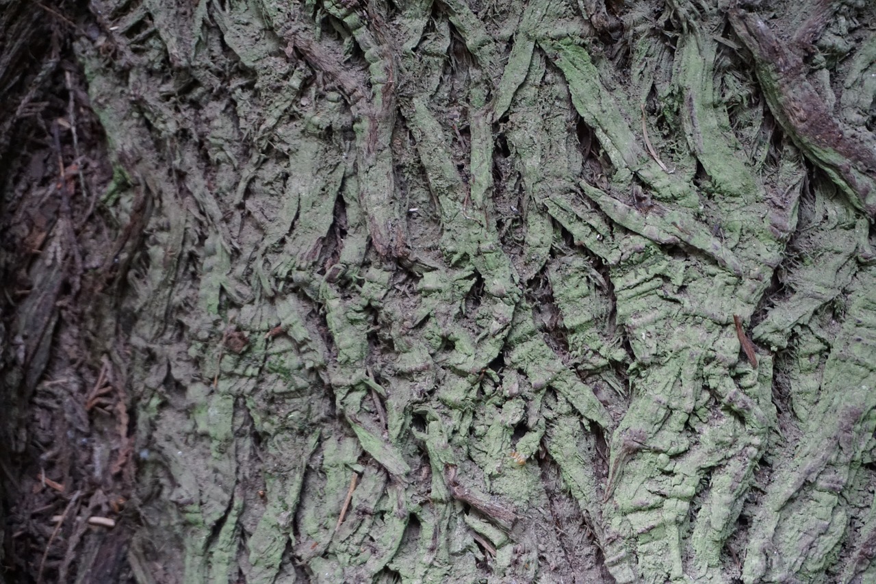 tree bark texture cathedral grove free photo