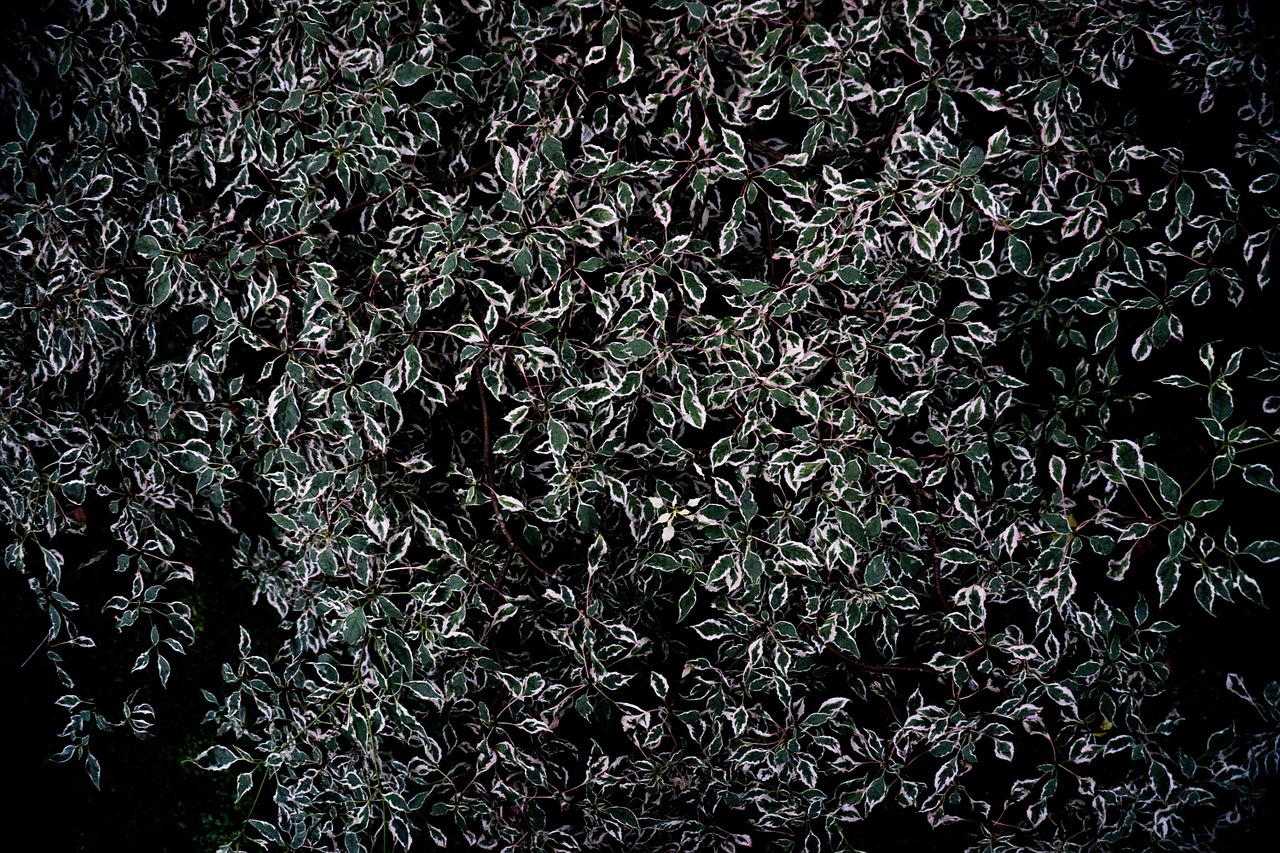 texture pattern background free photo