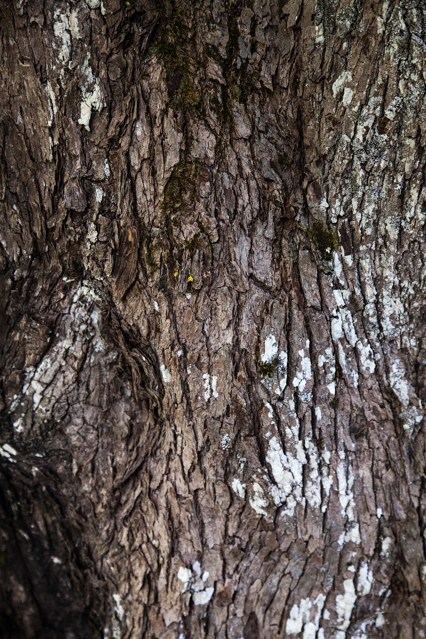 texture trunk wood free photo