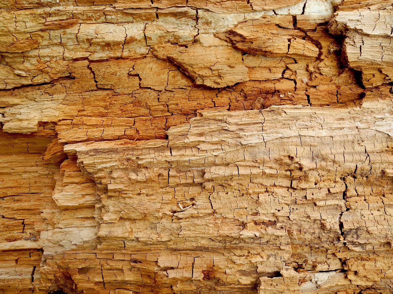 texture wood old free photo