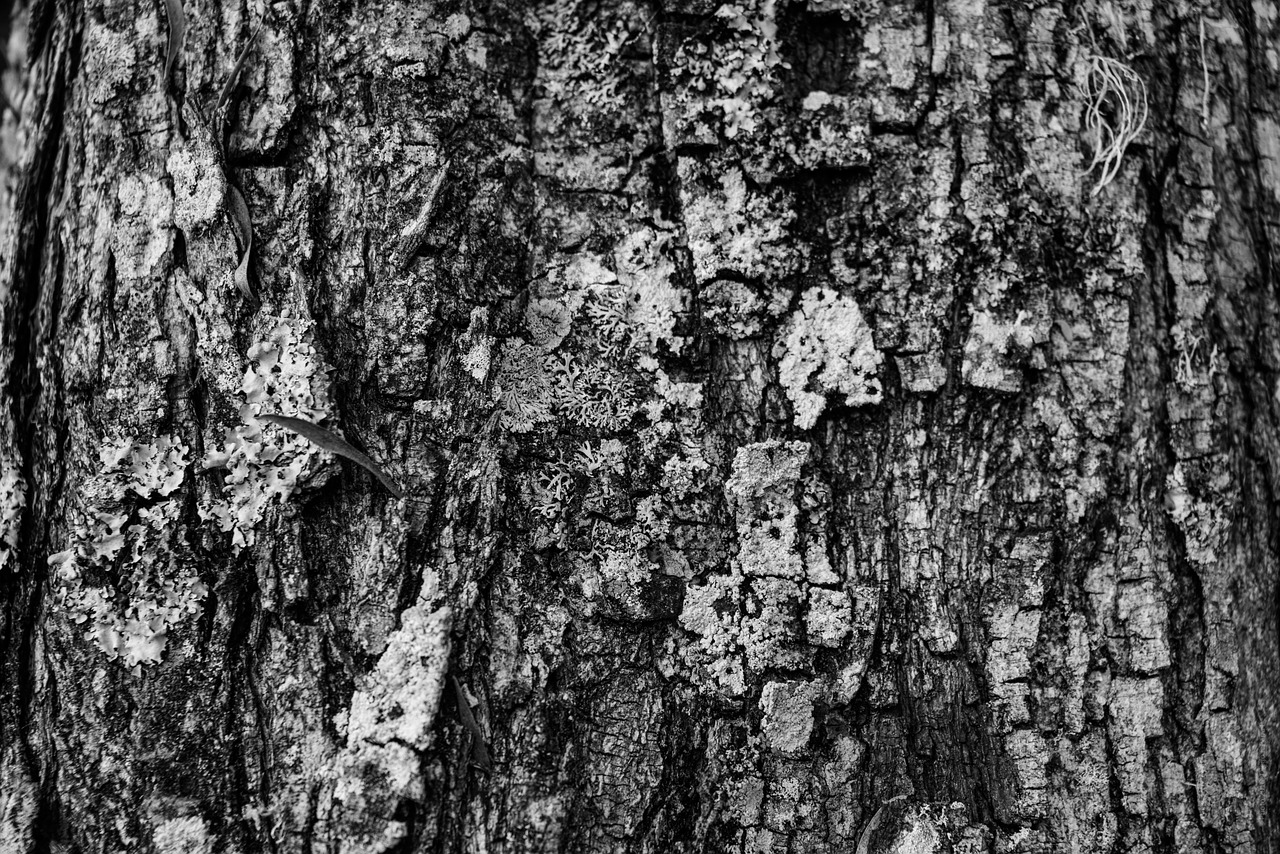 texture tree black and white free photo