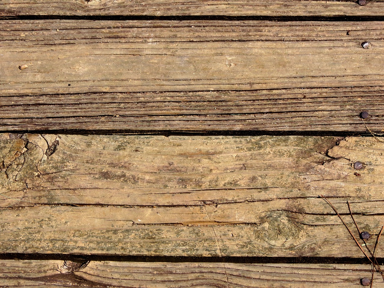 texture wood dick free photo