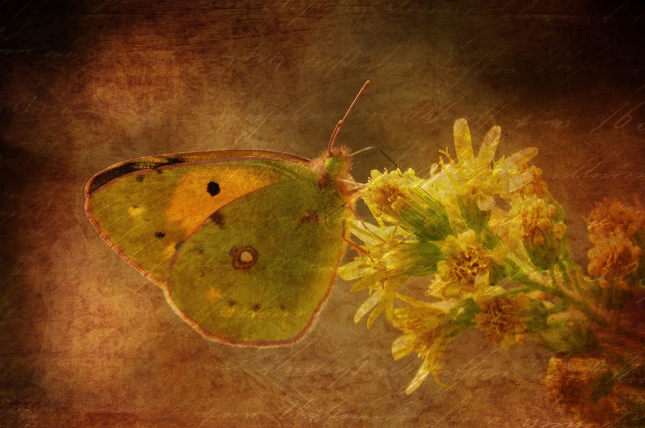 texture background butterfly free photo