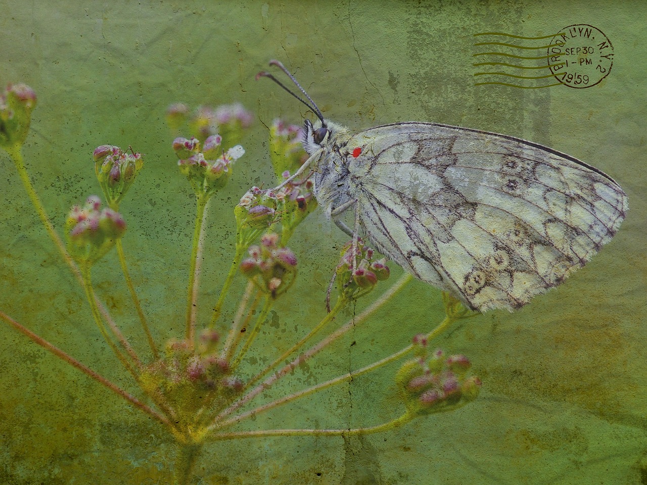 texture background butterfly free photo