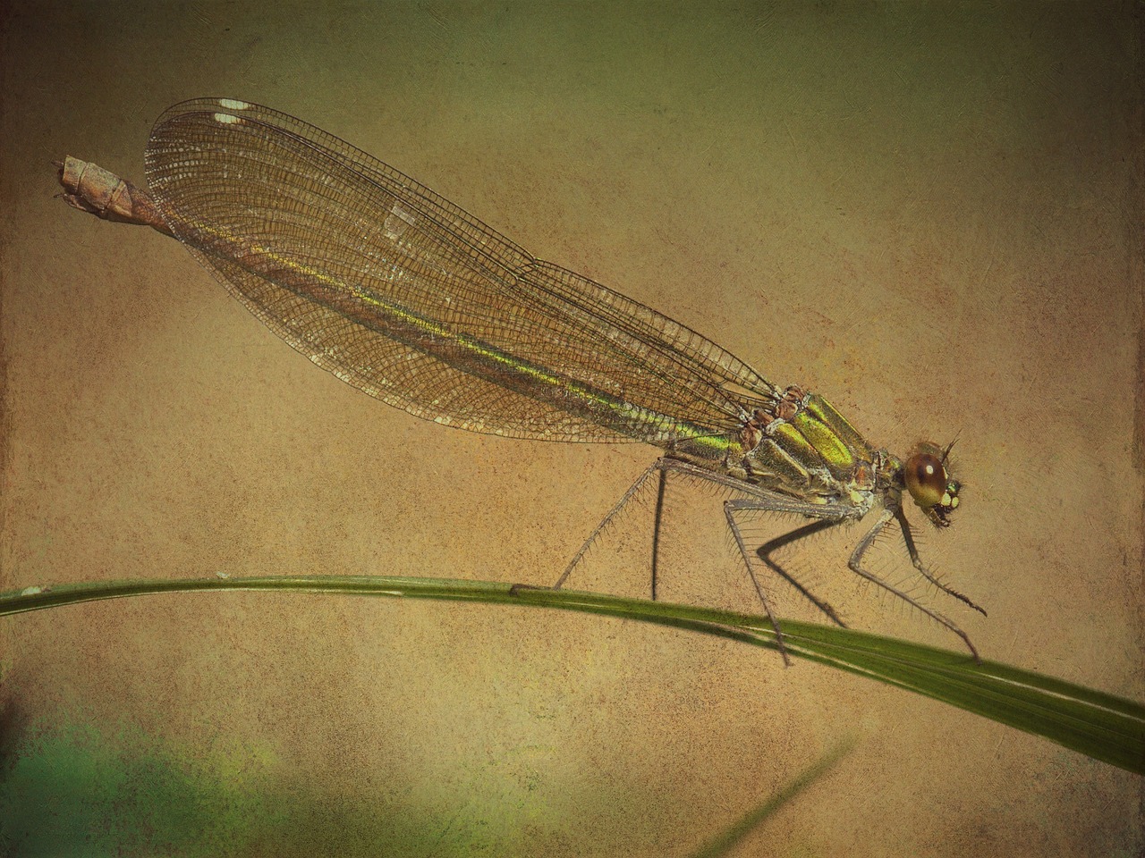 texture background dragonfly free photo