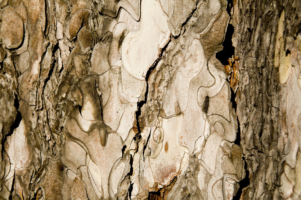 texture tree shell free photo