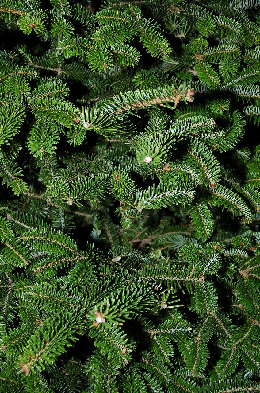 texture tree fir free photo